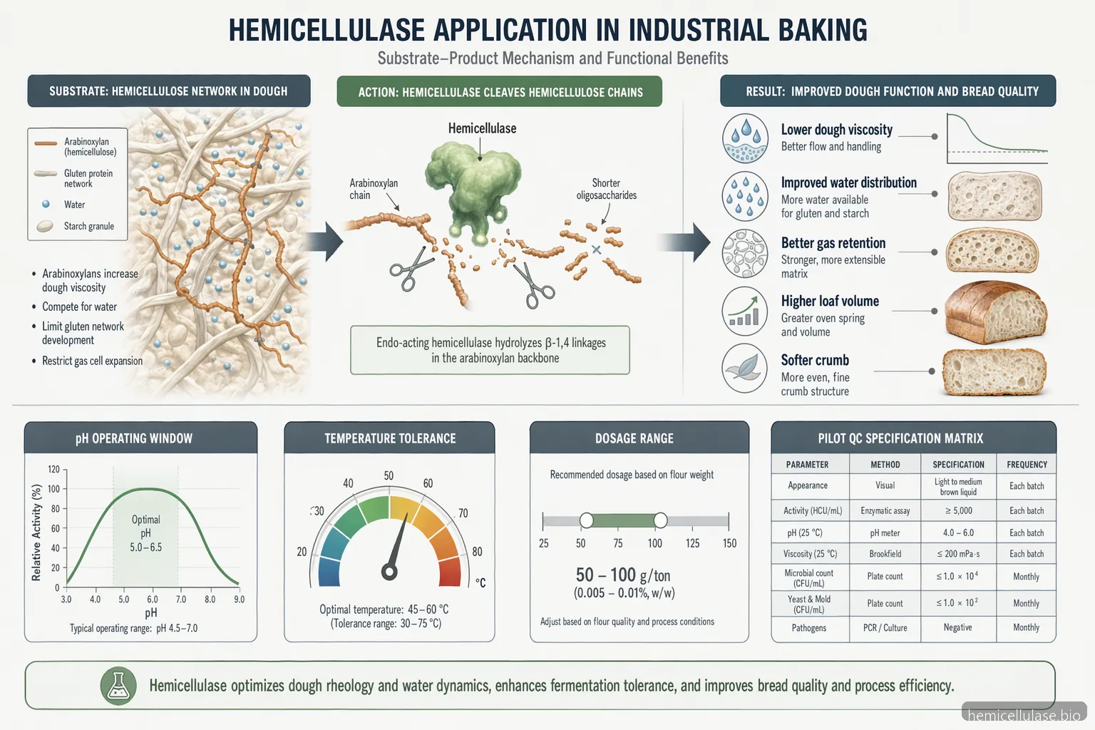 hemicellulase application process diagram for baking, mapping arabinoxylan breakdown to softer crumb and higher loaf volume