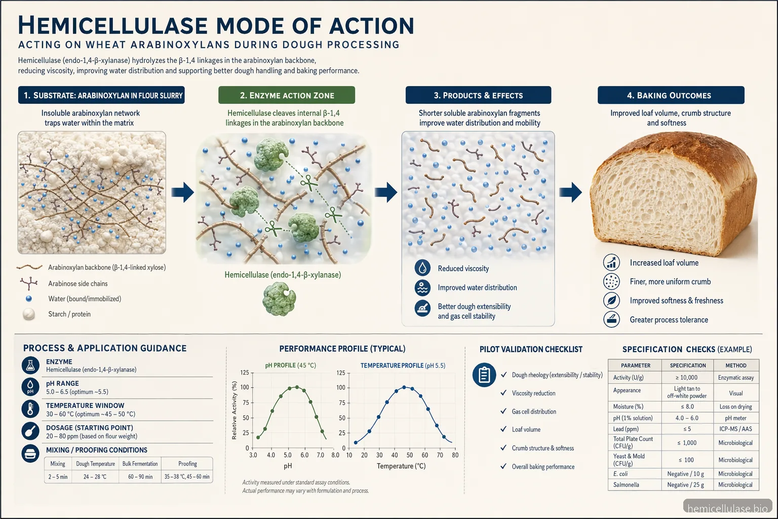 hemicellulase supplier guide for baking applications diagram of arabinoxylan breakdown and baking performance inputs