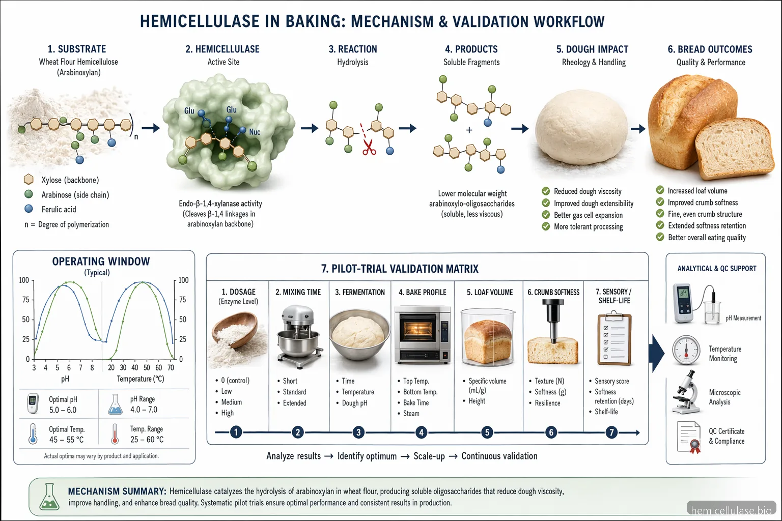 hemicellulase enzyme in baking process diagram showing xylan breakdown, pH-temperature window, and pilot trial checks