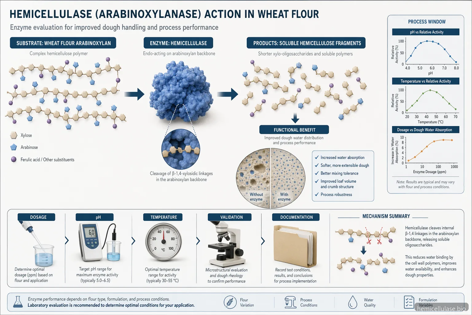 hemicellulase for baking process diagram showing arabinoxylan breakdown, pH temperature window, dosage and bakery outcomes