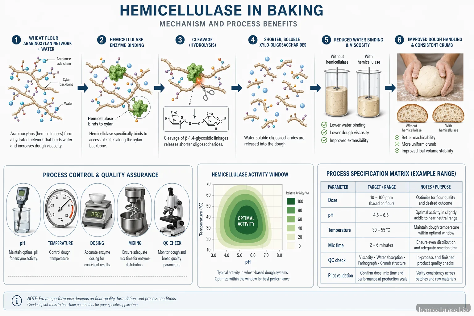 hemicellulase supplier for baking process: arabinoxylan breakdown, dough effects, pH-temperature window, QC checks