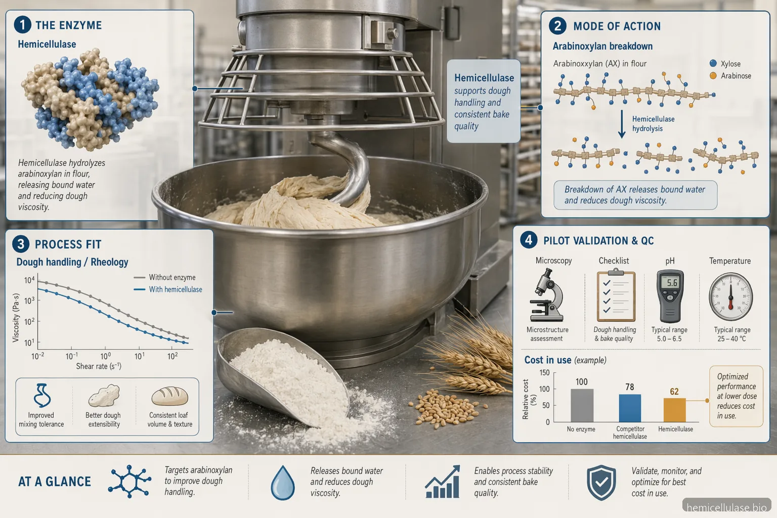 hemicellulase supplier for baking guide: enzyme, dough handling, validation, QC, and cost-in-use elements