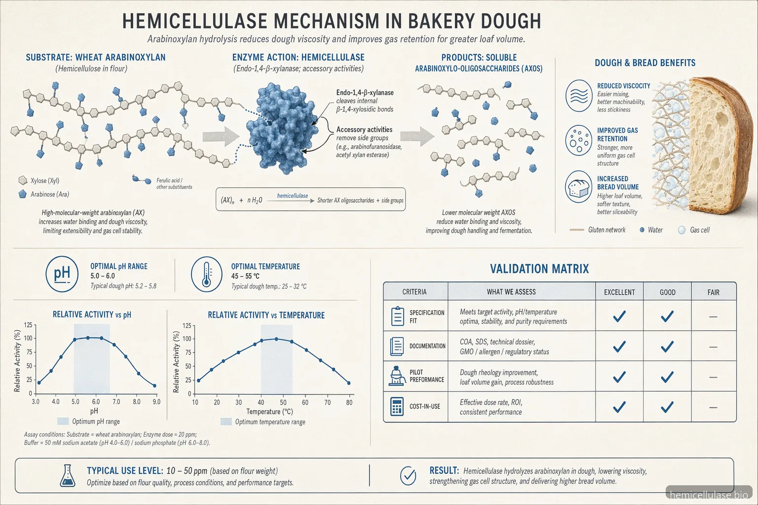hemicellulase suppliers china baking buyer diagram showing xylan breakdown, dough effects, and validation curves