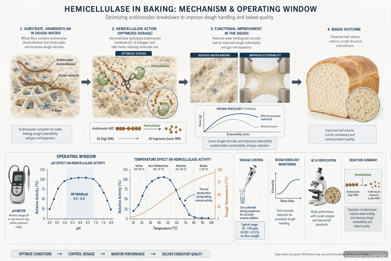 industrial hemicellulase baking mechanism showing substrate breakdown, dosage control, pH range, and temperature curve